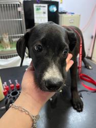 Shelter Stray Female Dog last seen Bexar County, 3353 Morningside Dr, New Braunfels, TX 78132, USA