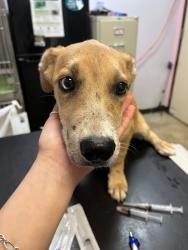 Shelter Stray Female Dog last seen Bexar County, 3353 Morningside Dr, New Braunfels, TX 78132, USA