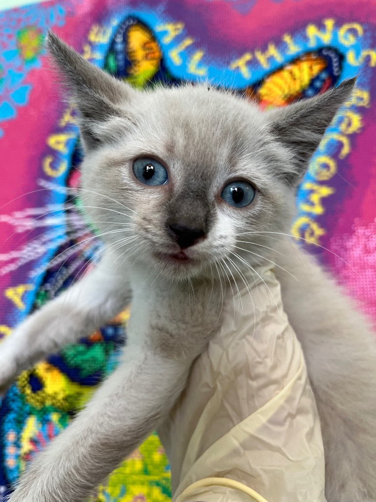 Shelter Stray Female Cat last seen Bexar County, 3353 Morningside Dr, New Braunfels, TX 78132, USA