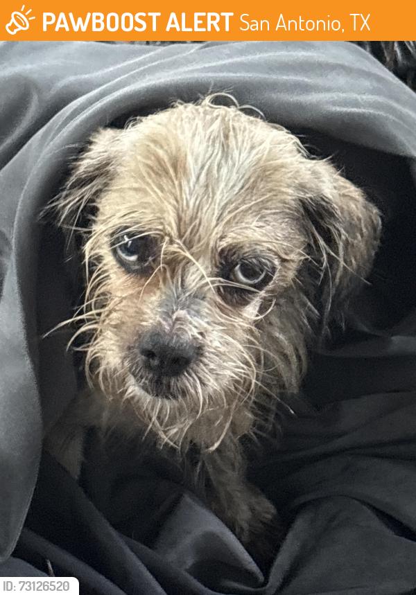 Found/Stray Female Dog last seen Maiden Ln, San Antonio, TX 78228