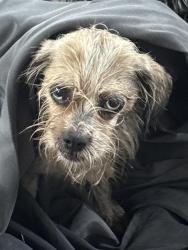 Found/Stray Female Dog last seen Maiden Ln, San Antonio, TX 78228