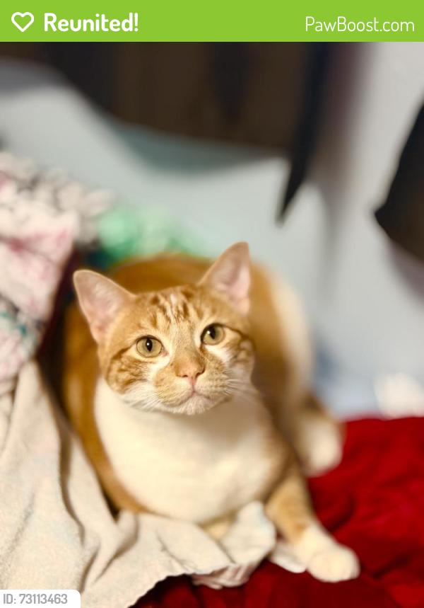 Reunited Male Cat last seen Tamma ln and Lindbergh Boulevard, Hazelwood, MO 63042