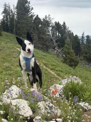 Reunited Female Dog last seen Galligator Trail S Wilson, Bozeman, MT 59715