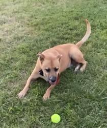Reunited Male Dog last seen Highway 70 & Brightwood Church Rd, Guilford County, NC 27249