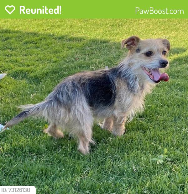 Reunited Female Dog last seen George Mahon Park, Lubbock, TX 79407