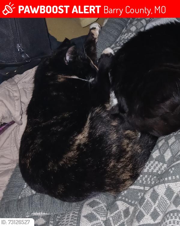 Lost Female Cat last seen Near ft Dollar General Barry County, 24662 State Hwy 39, Barry County, MO 65625