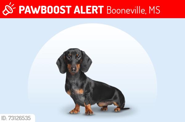 Lost Male Dog last seen Near a radio station, Booneville, MS 38829