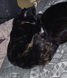 Lost Female Cat last seen Near ft Dollar General Barry County, 24662 State Hwy 39, Barry County, MO 65625
