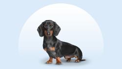 Lost Male Dog last seen Near a radio station, Booneville, MS 38829