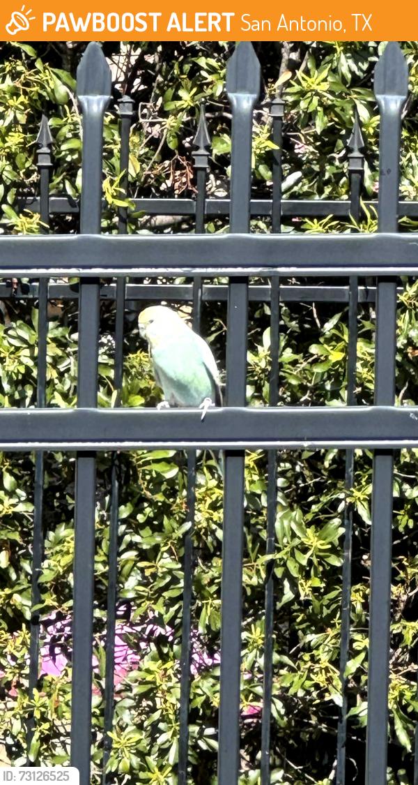 Found/Stray Unknown Bird last seen Grande Vista Dr., San Antonio, TX 78261, San Antonio, TX 78261