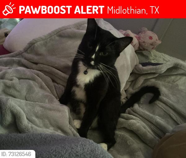Lost Male Cat last seen Main St, Midlothian, TX 76065