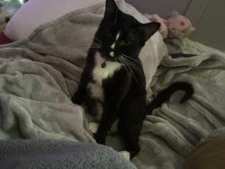 Lost Male Cat last seen Main St, Midlothian, TX 76065