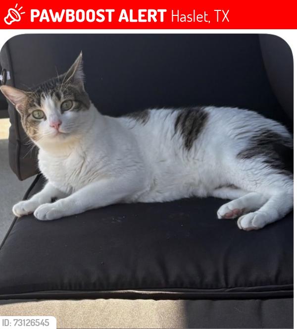 Lost Female Cat last seen sendera ranch area, Haslet, TX 76052