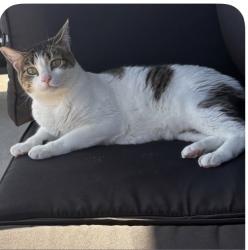 Lost Female Cat last seen sendera ranch area, Haslet, TX 76052