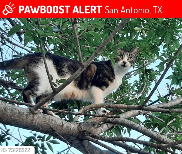 Lost Female Cat last seen W Meadowlane, San Antonio, TX 78209