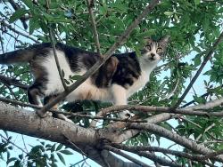 Lost Female Cat last seen W Meadowlane, San Antonio, TX 78209