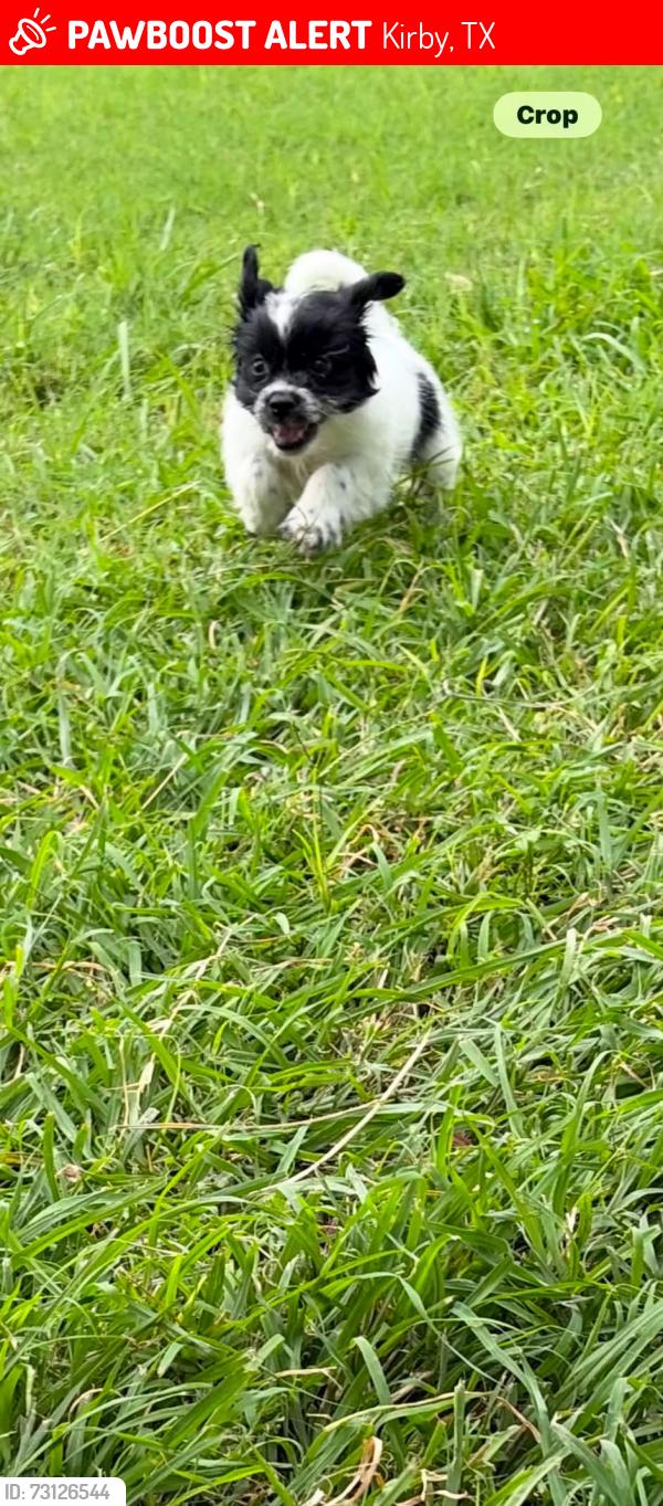 Lost Male Dog last seen Featherock and deer grove, Kirby, TX 78219