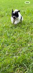 Lost Male Dog last seen Featherock and deer grove, Kirby, TX 78219