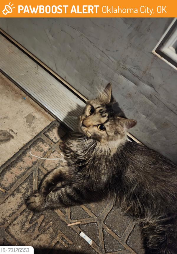 Found/Stray Female Cat last seen 164th and wesrern, Oklahoma City, OK 73013