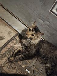 Found/Stray Female Cat last seen 164th and wesrern, Oklahoma City, OK 73013