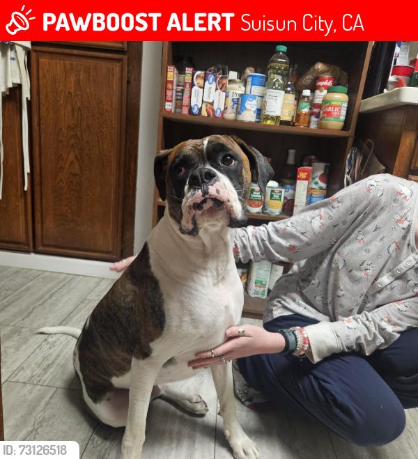 Lost Male Dog last seen Fulmar dr and Peterson rd, Suisun City, CA 94585