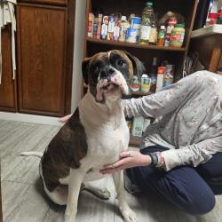 Lost Male Dog last seen Fulmar dr and Peterson rd, Suisun City, CA 94585