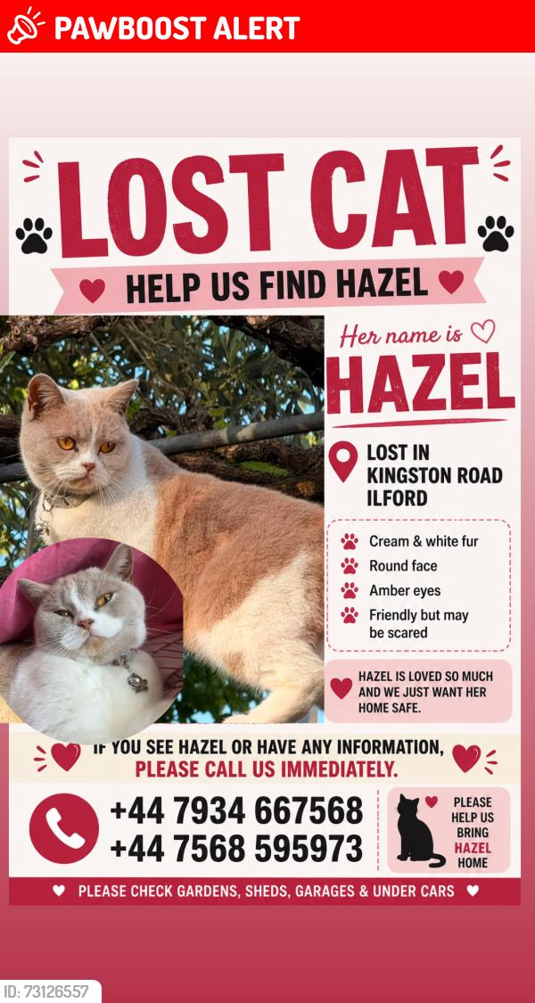 Lost Female Cat last seen Kingston Road, Greater London, England IG1 1PH