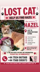 Lost Female Cat last seen Kingston Road, Greater London, England IG1 1PH