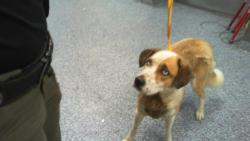 Shelter Stray Male Dog last seen CHARLOTTE, 8315 Byrum Dr, Charlotte, NC 28217, USA