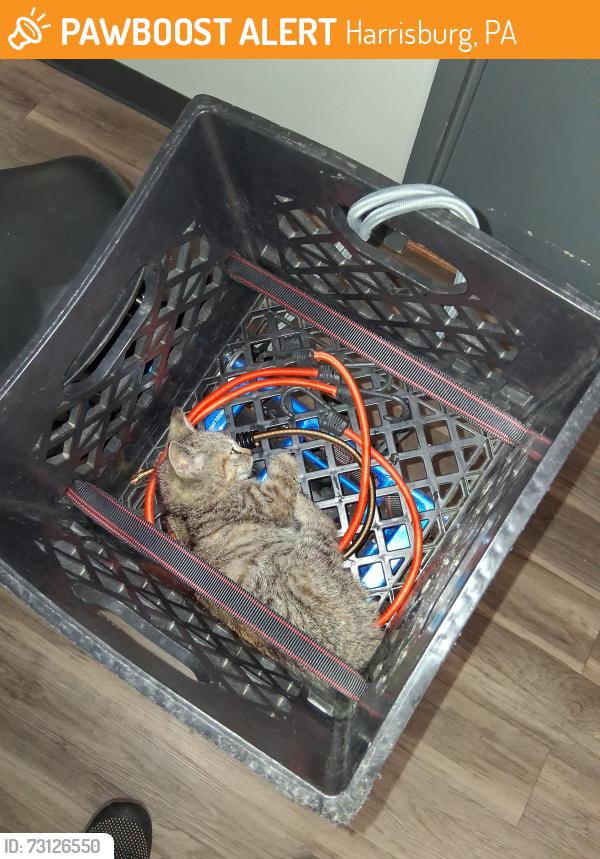 Found/Stray Unknown Cat last seen 3rd and Chestnut St, Harrisburg, PA 17101