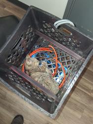 Found/Stray Unknown Cat last seen 3rd and Chestnut St, Harrisburg, PA 17101