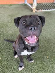 Shelter Stray Male Dog last seen CHROME AVE, 3599 NW 79th Ave, Doral, FL 33122, USA