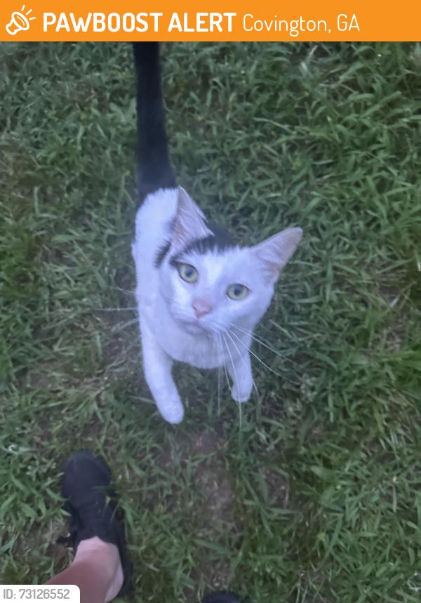 Found/Stray Unknown Cat last seen Near, Covington, GA 30014