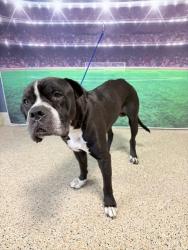 Shelter Stray Male Dog last seen Near BLOCK NE 11 ST, 3599 NW 79th Ave, Doral, FL 33122, USA