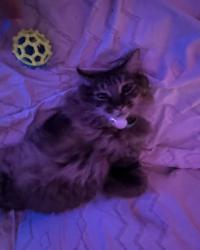 Lost Male Cat last seen LAFONTAINE/JEANNE D'arc, Montréal, QC H1W 1W4