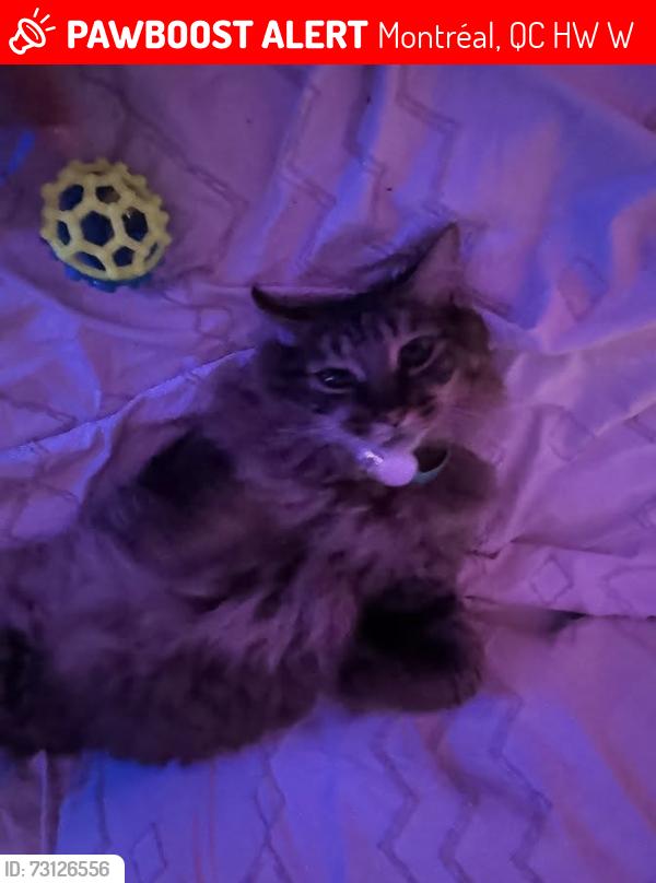Lost Male Cat last seen LAFONTAINE/JEANNE D'arc, Montréal, QC H1W 1W4