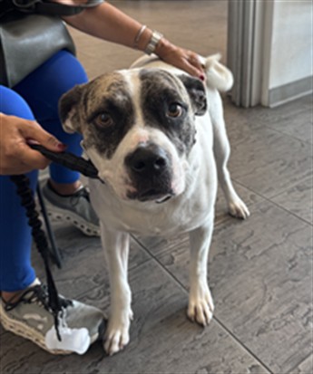 Shelter Stray Male Dog last seen , 11361 W Pico Blvd, Los Angeles, CA 90064, USA