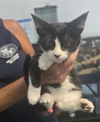 Shelter Stray Male Cat last seen , West Valley Animal Shelter, 20655 Plummer St, Chatsworth, CA 91311, USA