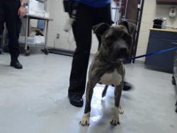 Shelter Stray Male Dog last seen Near POPE AVE, FORT LIBERTY NC 28307, 4704 Corporation Dr, Fayetteville, NC 28306, USA
