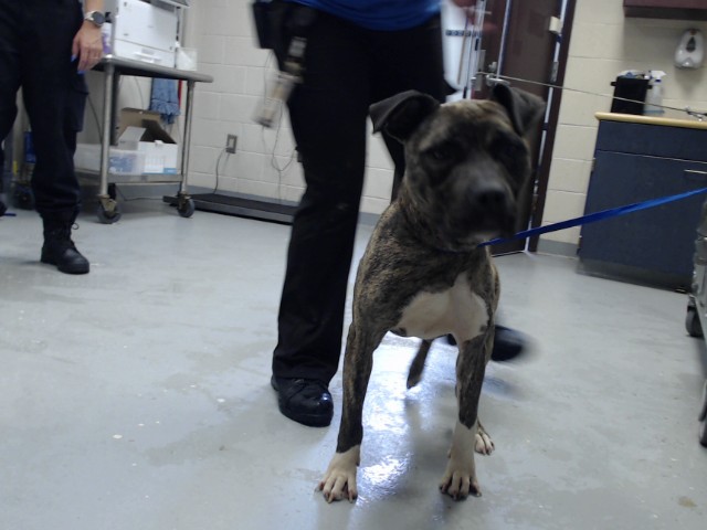 Shelter Stray Male Dog last seen Near POPE AVE, FORT LIBERTY NC 28307, 4704 Corporation Dr, Fayetteville, NC 28306, USA
