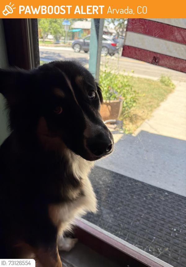 Found/Stray Female Dog last seen Grandview and Carr, Arvada, CO 80002