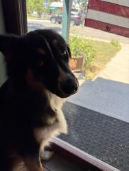 Found/Stray Female Dog last seen Grandview and Carr, Arvada, CO 80002
