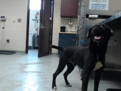 Shelter Stray Male Dog last seen Near POPE AVE, FORT LIBERTY NC 28307, 4704 Corporation Dr, Fayetteville, NC 28306, USA