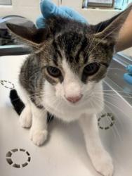 Shelter Stray Male Cat last seen MEBANE AC, 221 Stone Quarry Rd, Burlington, NC 27217, USA