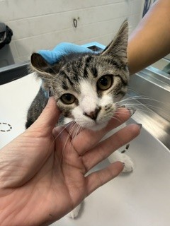 Shelter Stray Female Cat last seen MEBANE AC, 221 Stone Quarry Rd, Burlington, NC 27217, USA