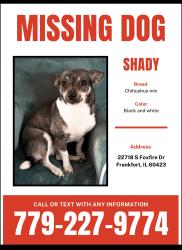 Lost Female Dog last seen Laraway RD Lagrange RD, Frankfort, IL 60423
