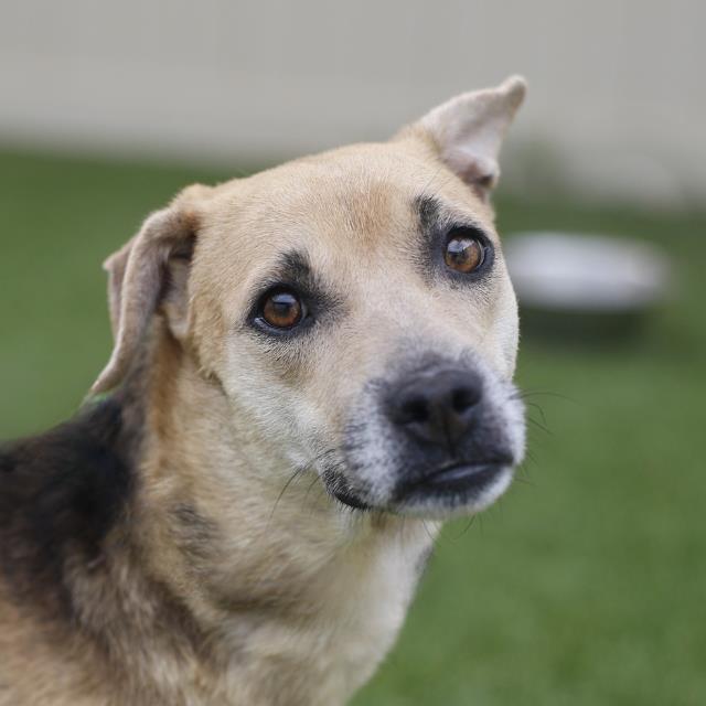 Shelter Stray Female Dog last seen Near BLOCK DUKE AVE, 4710 TX-151, San Antonio, TX 78227, USA