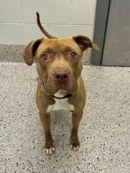 Shelter Stray Male Dog last seen HANCOCK CIR., 12155 Park Blvd, Brighton, CO 80601, USA