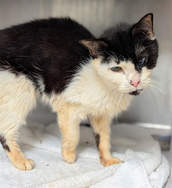 Shelter Stray Female Cat last seen Near BLOCK NW 59 WY, SUNRISE FL 33313, 2400 SW 42nd St, Fort Lauderdale, FL 33312, USA
