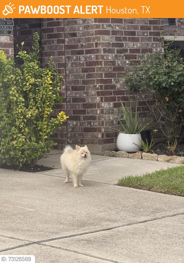 Found/Stray Unknown Dog last seen Rancho Verde comunity, Houston, TX 77049